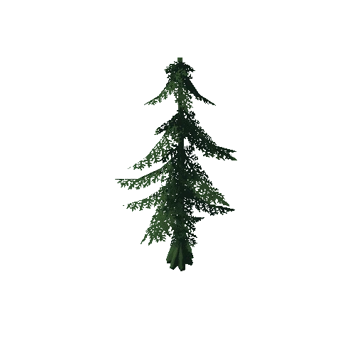 Young Fir Tree 2